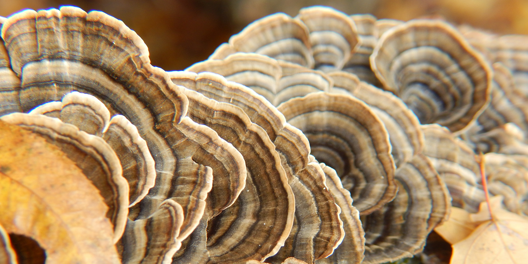 Turkey Tail- The Longevity Mushroom